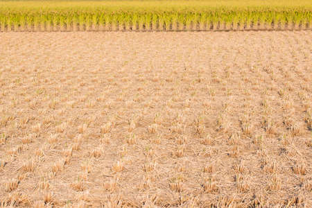 Rice field - stubble and chaff after harvesting.の写真素材