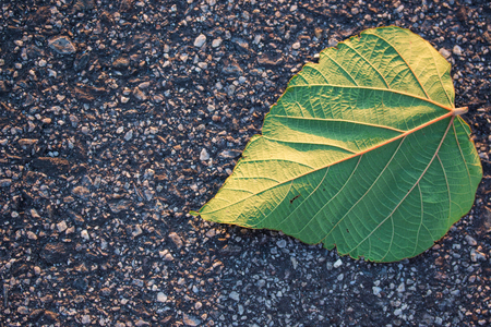 Single leaf on road  nature concept.の写真素材