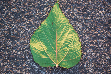 Single leaf on road  nature concept.の写真素材