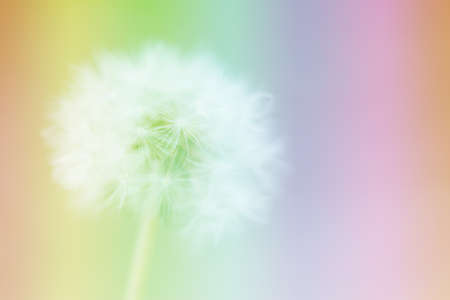 Dandelion on the abstract colorful blur background.の写真素材