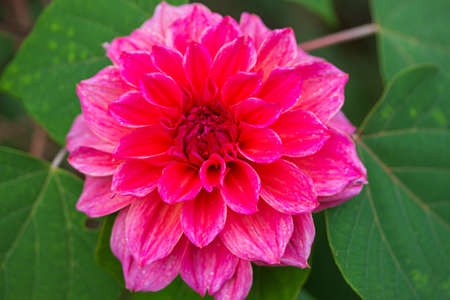 beautiful pink flower green leaves.の写真素材