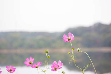Blossom pink flower nature background.の写真素材