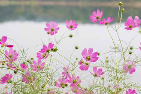 Blossom pink flower nature background.の写真素材