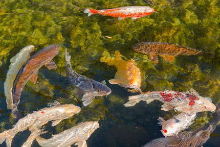 Beautiful koi fish swimming in the pond.の写真素材