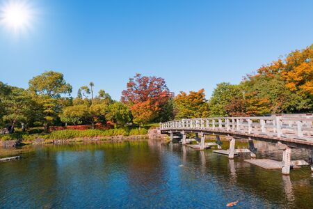 Japanese Garden in autumn  daylight.の写真素材