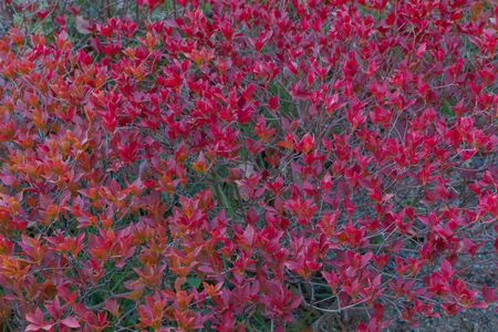 Beautiful red leaf pattern background.