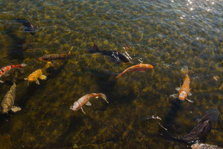 Beautiful koi fish swimming in the pond.の写真素材