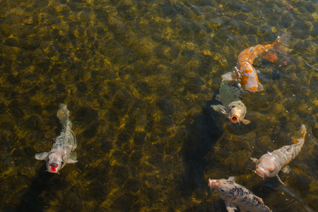 Beautiful koi fish swimming in the pond.の写真素材