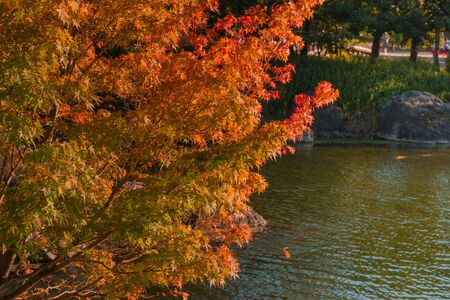 red maple in japanese garden  autumn.の写真素材