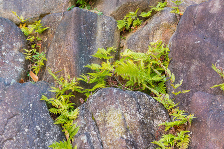 Maidenhair spleenwort (Asplenium trichomanes) is a small fern in the spleenwort genus Asplenium living on rocks and stone walls.の写真素材