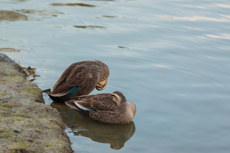 Two Ducks stand on riverbank.の写真素材