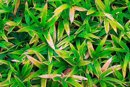 Green grass in forests / close up.の写真素材