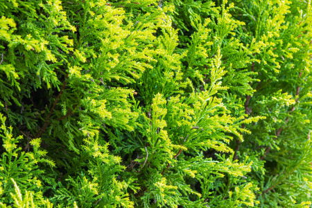 Thuja green texture natural background.の写真素材