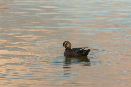 Duck swimming in the river, evening time.の写真素材
