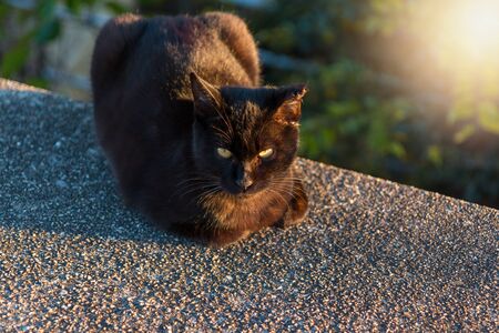 cat sitting on the wall / evening time.の写真素材