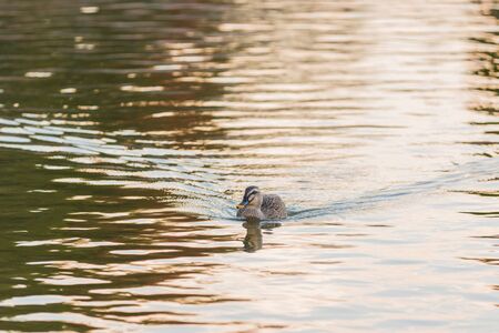 Duck swimming in the river, evening time.の写真素材