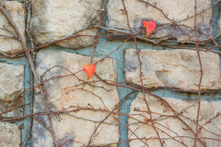 Old stone brick wall texture against creeping plant and grass.の写真素材
