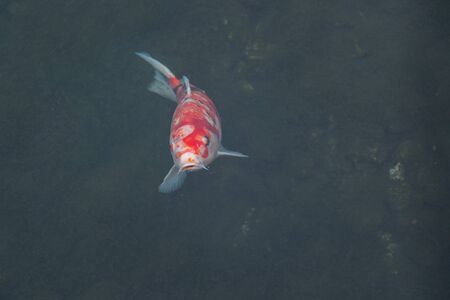Beautiful koi fish swimming in the pond.の写真素材