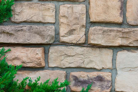 Old stone brick wall texture against creeping plant and pine.の写真素材