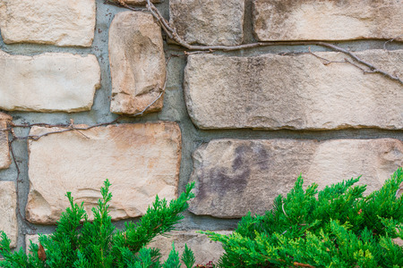Old stone brick wall texture against creeping plant and pine.の写真素材