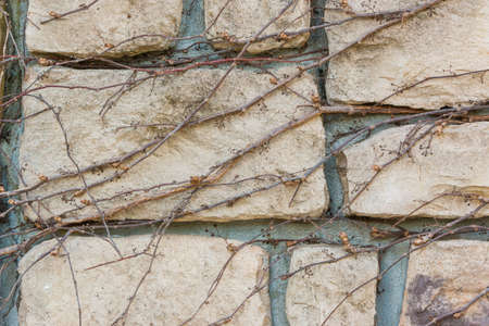 Old stone brick wall texture against creeping plant and grass.の写真素材
