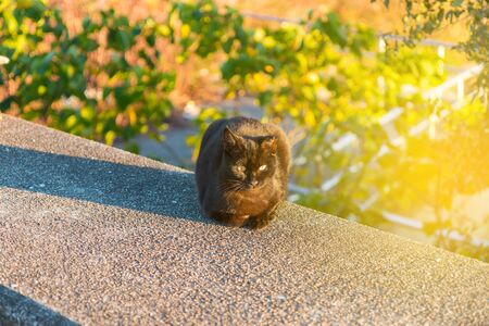 cat sitting on the wall / evening time.の写真素材