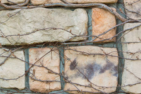Old stone brick wall texture against creeping plant and grass.の写真素材