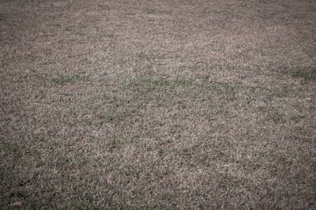 green grass and dry grass, dimmed tone.の写真素材