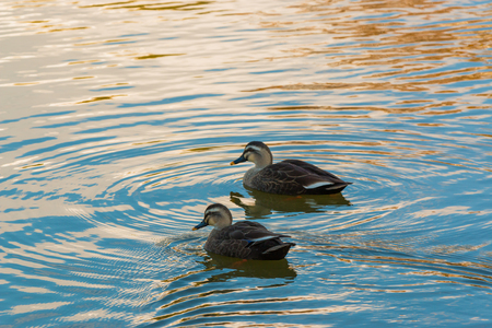 Ducks couple swimming in the river, evening time.の写真素材