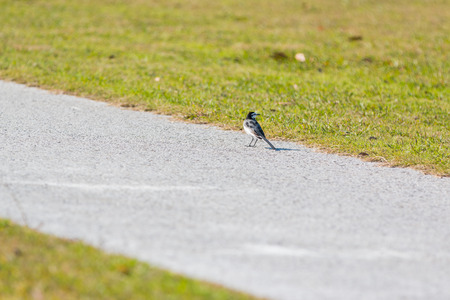 Little Sparrow stand on walkway in the park.の写真素材