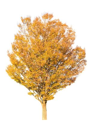 autumn tree isolated on white background.の写真素材