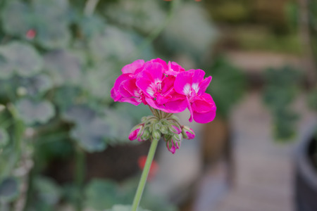 Beautiful impatiens walleriana flowers with green leaf.