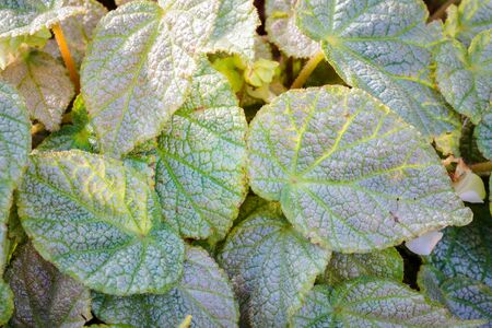 Begonia cv. Piccolo leaf in the garden for decoration home.の写真素材