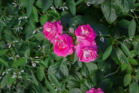 Beautiful impatiens walleriana flowers with green leaf.の写真素材