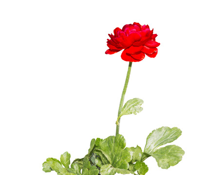 Red persian buttercup flowers ranunculus isolate on white background.