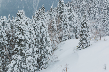 Beautiful winter landscape with snow covered trees, wonderful winter.の写真素材