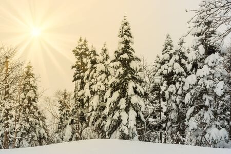 Beautiful winter landscape with snow covered trees, wonderful winter.の写真素材