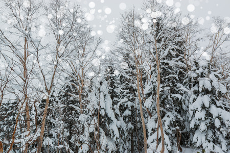 Beautiful winter landscape with snow covered trees, wonderful winter.の写真素材