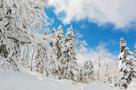 Beautiful winter landscape with snow covered trees, wonderful winter in snowfall day.の写真素材