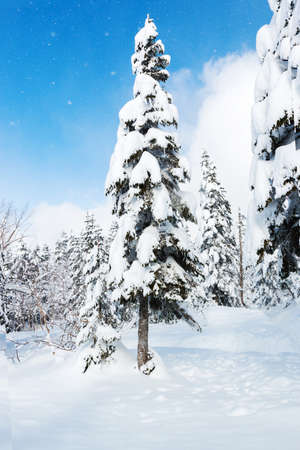 Beautiful winter landscape with snow covered trees, wonderful winter in snowfall day.の写真素材
