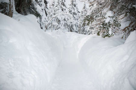 Beautiful snow wall and walkway with snow covered trees, wonderful winter.の写真素材