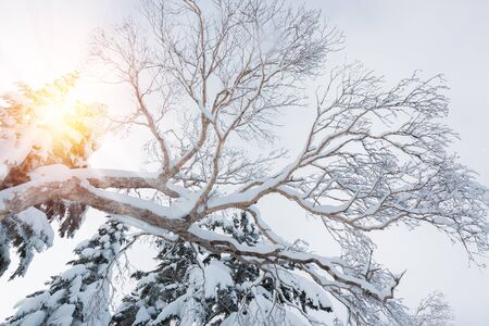 Beautiful winter landscape with snow covered trees, wonderful winter in snowfall day.の写真素材