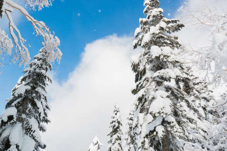 Beautiful winter landscape with snow covered trees, wonderful winter in snowfall day.の写真素材