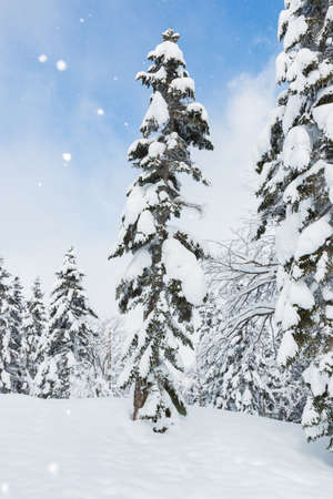 Beautiful winter landscape with snow covered trees, wonderful winter in snowfall day.の写真素材