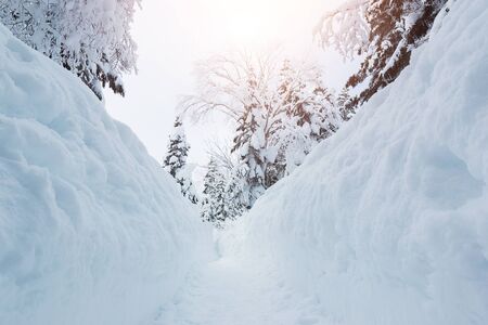 Beautiful snow wall and walkway with snow covered trees, wonderful winter.の写真素材