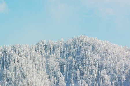 Top mountain in winter with snow covered trees.の写真素材