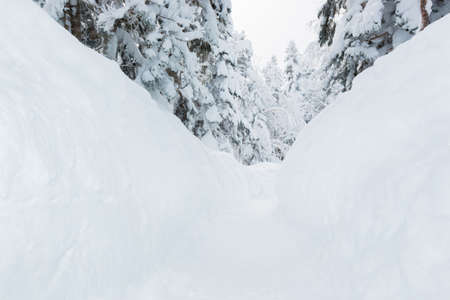 Beautiful snow wall and walkway with snow covered trees, wonderful winter.の写真素材