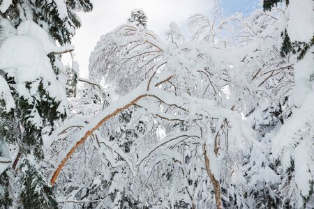 Beautiful winter landscape with snow covered trees, wonderful winter in snowfall day.の写真素材