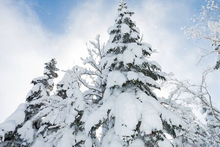 Beautiful winter landscape with snow covered trees, wonderful winter in snowfall day.の写真素材