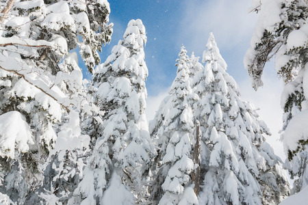 Beautiful winter landscape with snow covered trees, wonderful winter in snowfall day.の写真素材